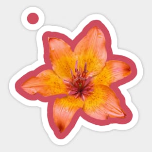 Orange Tone Lily Flower Isolated Sticker